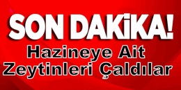 Tarsus’ta Hazineye Ait Zeytini Çaldılar