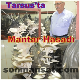 Tarsus Mantar Yetiştiriciliği Kursunda İstiridye Mantarı Hasadı