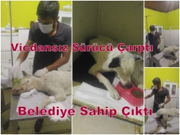 Tarsus'ta Vicdansız Sürücü Çarptı, Belediye Sahiplendi