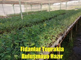 Tarsus Orman Fidanlık Şefliğinde Fidanlar toprakla buluşmaya hazır