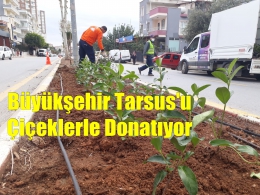 Büyükşehir Tarsus Genelinde Çiçek Dikiyor