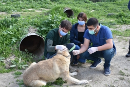 Tarsus’ta Vicdansızlar Sokak Köpeğini Silahla Başından Vurdu