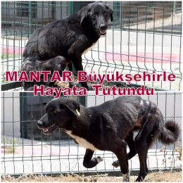 Mantar'ı Büyükşehir Hayata Döndürdü