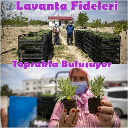 Büyükşehir Kıraç Toprakları Tarıma azandırıyor