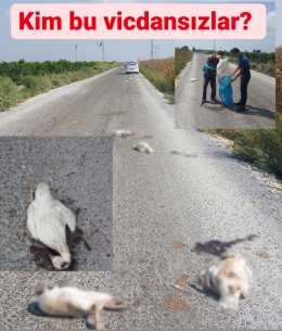Vicdansızlar Tarsus’ta 15 KAZ’ı Katletti