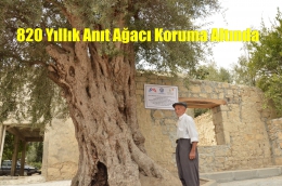   TARSUS'TA 820 yıllık Sarıulak Zeytin Ağacı Korumaya Alındı