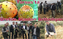 Tarsus’ta Dikenli İncir Dikimi Yapıldı