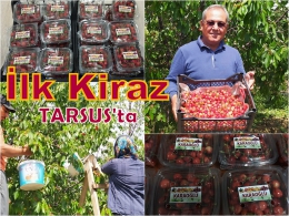 Çukurova Bölgesinde ilk kiraz hasadı Tarsus’ta yapıldı 