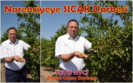 Tarsus'ta Narenciye alanlarının yüzde 70'ne Sıcak Darbesi