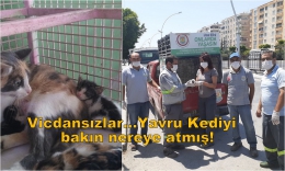 Çöp konteynerine atılan yavru kedi kurtarıldı 