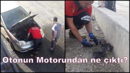 Tarsus'ta Yavru Kedileri Kurtarma Operasyonu
