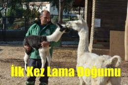 Tarsus Doğa Parkı'nda İlk Kez Lama Doğumu Gerçekleşti