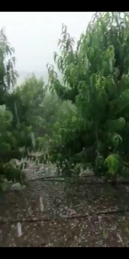 Tarsus’ta dolu yağışı sebze ve meyvelere zarar verdi