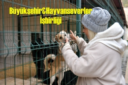 Ocak Ayında 29 Köpek Yeni Yuvasına Kavuştu
