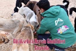 Büyükşehir, Gönüllü Hayvanseverlerle İşbirliğini Sürdürüyor