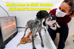 Mucize Anne ve Minik Yavruları Büyükşehir Korumasında