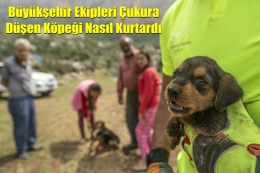 Büyükşehir Ekipleri Çukura Düşen Köpeği Kurtardı