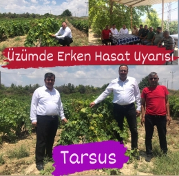Tarsus’ta Üzüm üreticilerine 