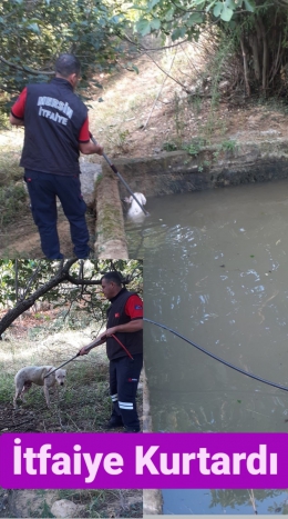 Çamlıyayla'da sulama havuzuna düşen köpek kurtarıldı