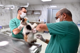 Tarsus'ta 5 Yavru Köpek ve Annesi Uçurumdan Kurtarıldı