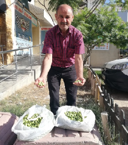 Tepeköylü Halil Çakıcı'nın Sarıulak Zeytinine Büyük Rağbet
