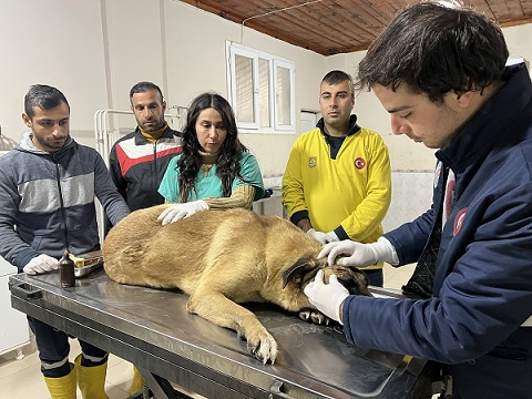 Aracın Ezdiği Engelli Köpek Hayvan Bakımevi’nde Tedavi Altında