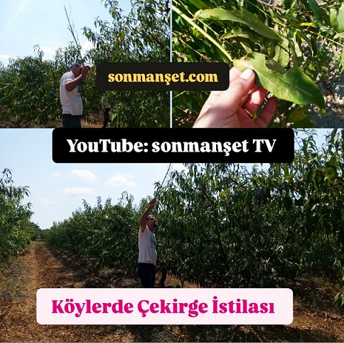 Tarsus’ta Meyve Bahçelerini Çekirgeler İstila Etti