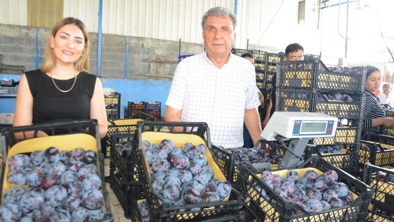 ERZA Tarım:Don ve Dolu Üreticiyi, Tüketiciyi ve İhracatçıyı Fena Vurdu