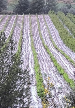 Tarsus'ta Dolu yağışı zarara yol açtı.