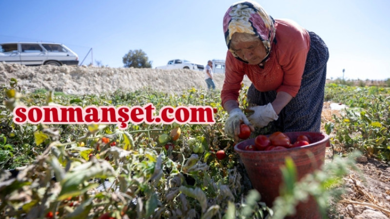 Mevsimlik Tarım İşçilerinin Yevmiyesi 1.385 TL olarak Güncellendi