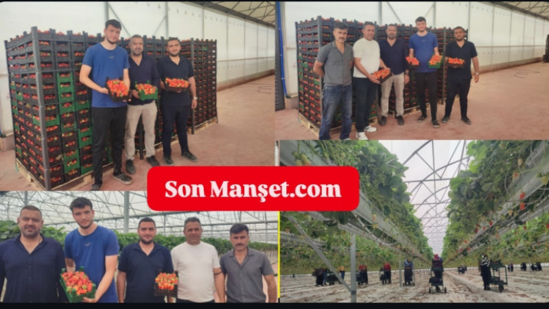 Tarsus'ta Haskara Firması Topraksız Tarımda Organik Çilek Üretiminin Öncüsü 