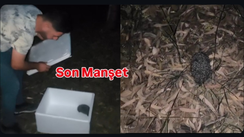 Öğretmenler Mahallesi’nde Bulunan Kirpi Doğal Yaşam Alanına Bırakıldı
