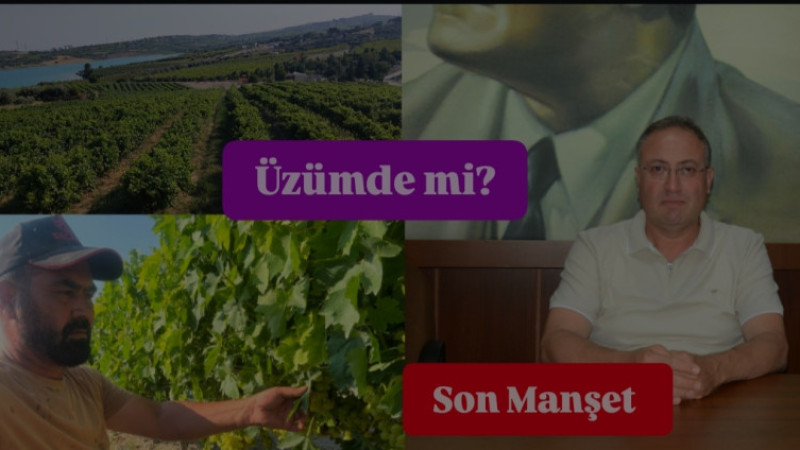 Tarsus'ta Üzüm Bağlarında Mildiyo Hastalığı