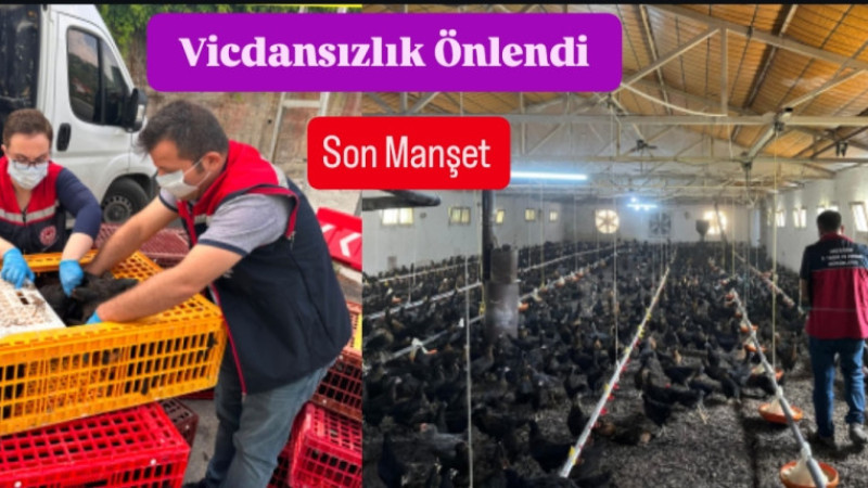 Jandarma ve Tarım Müdürlüğü Çamlıyayla'da Menşei Belirsiz Binlerce Tavuğu İtlaf Etti